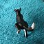 Peeing  dog Border Collie 3d printable