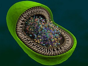 bacterium eukaryont dna 3d model