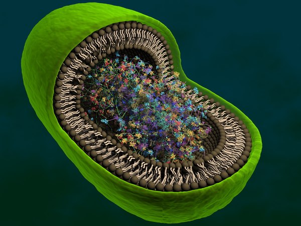 bacterium eukaryont dna 3d model
