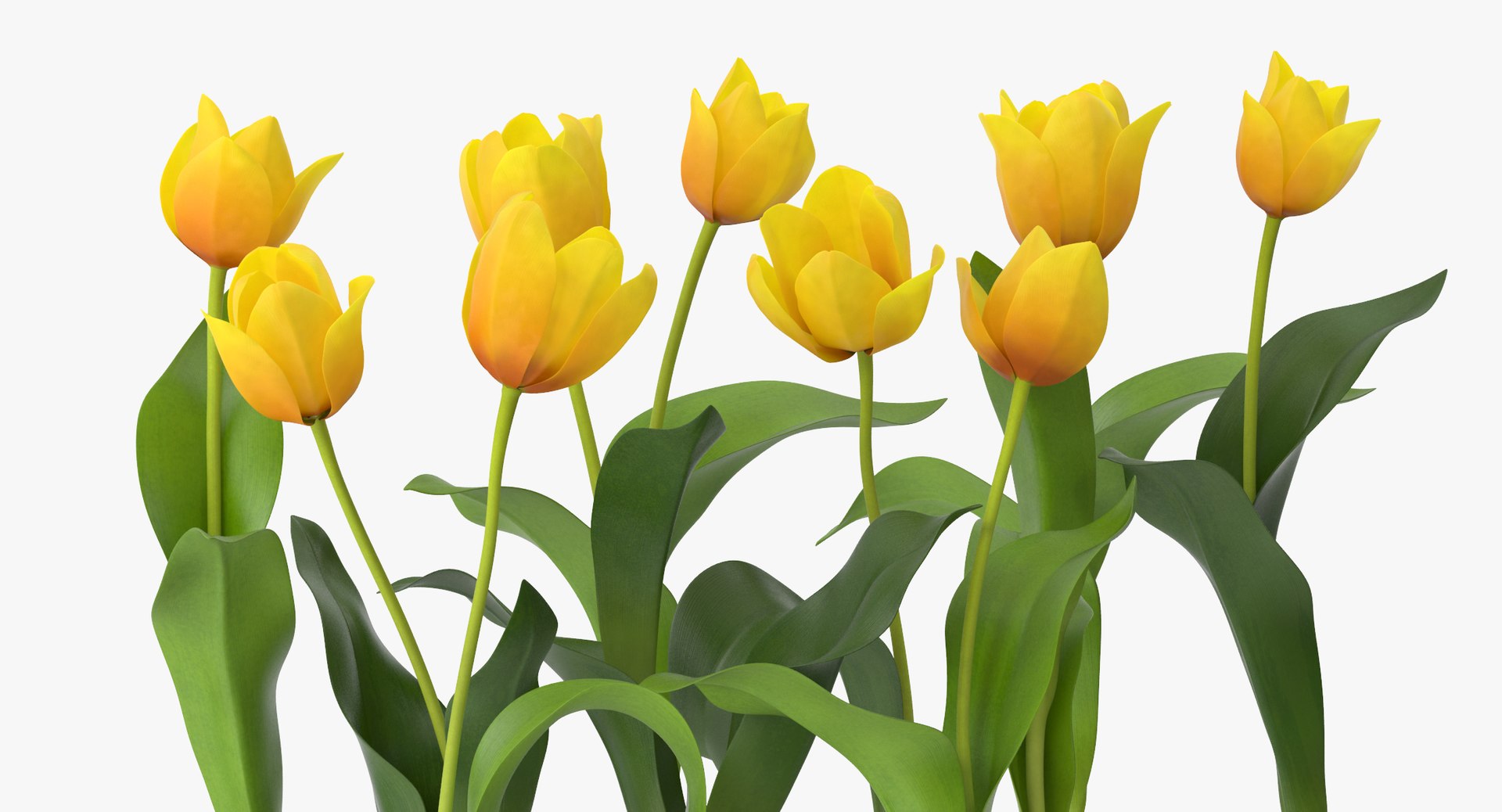 3D Yellow Tulip Flower 232