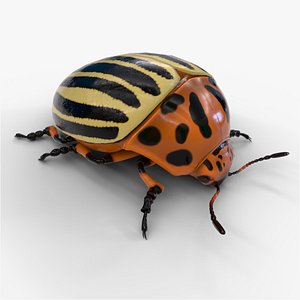 Colorado Beetle