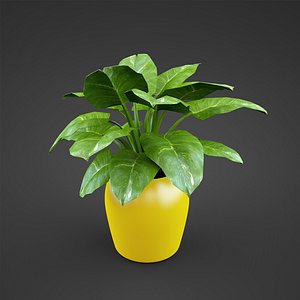 syngonium houseplant max