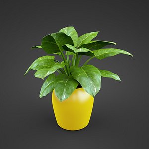 houseplant Syngonium