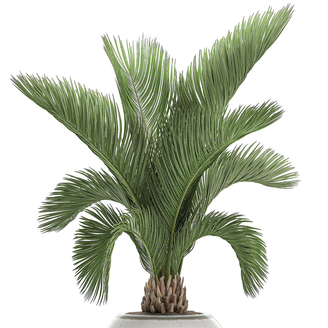 3D Decorative Palm Interior White Model - TurboSquid 1545584