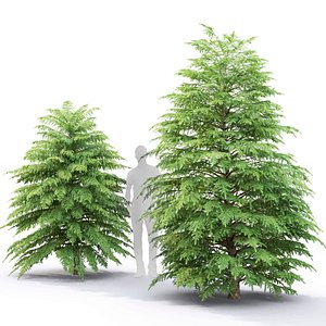 3D model tsuga canadensis trees 2