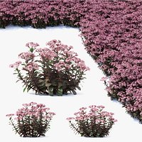 Sedum telephium matrona flower