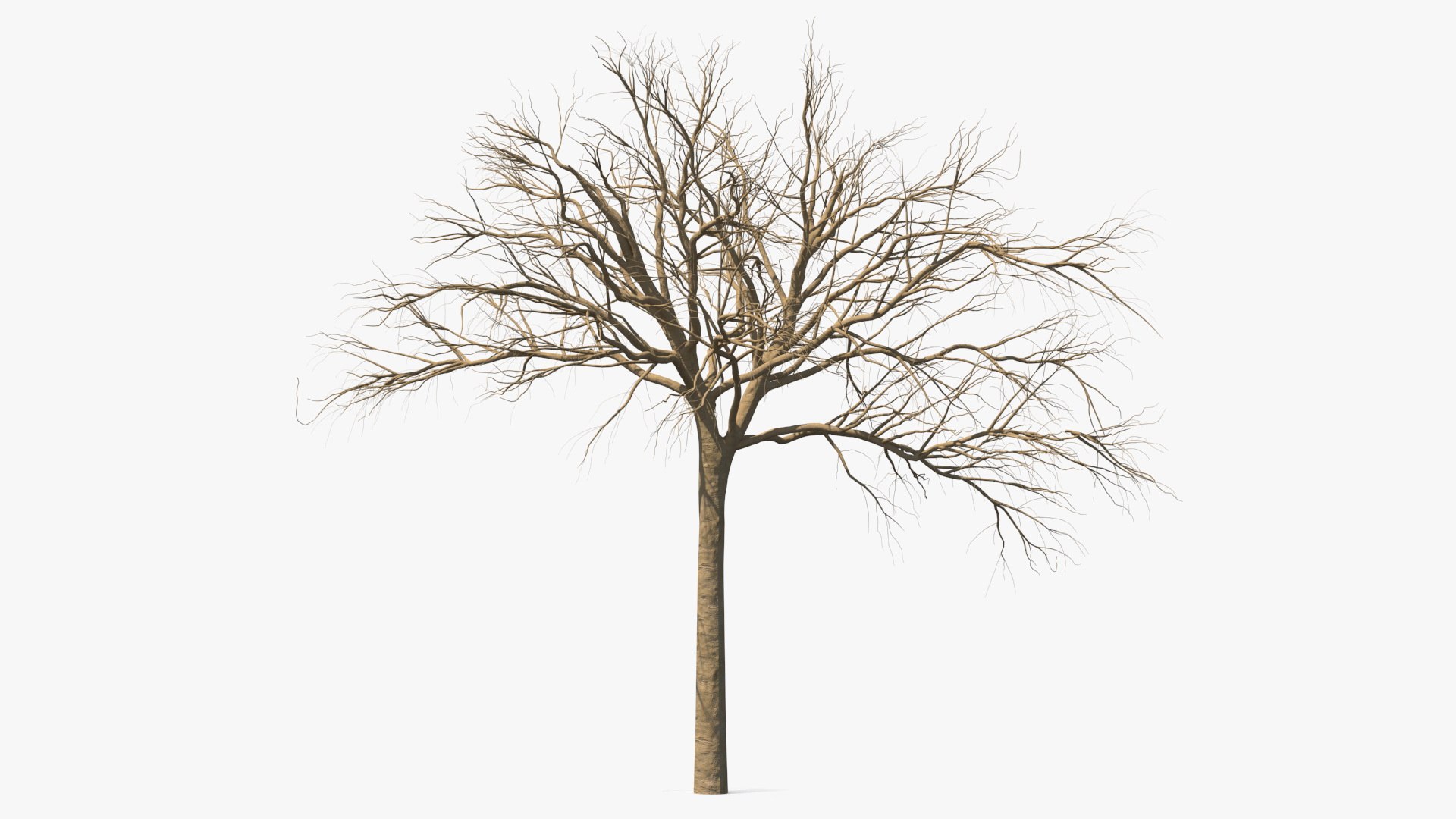Naked Small Tree 3D model preview