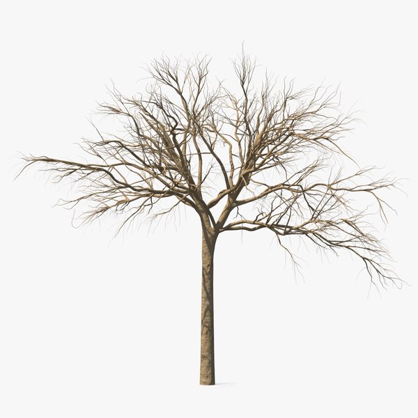 naked small tree 3D