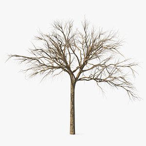 Naked Small Tree