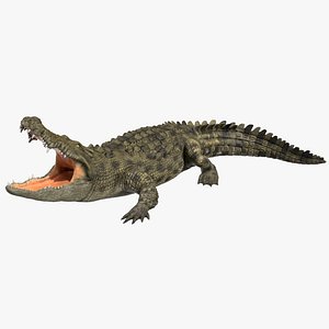 Saltwater Crocodile Rigged 3D model