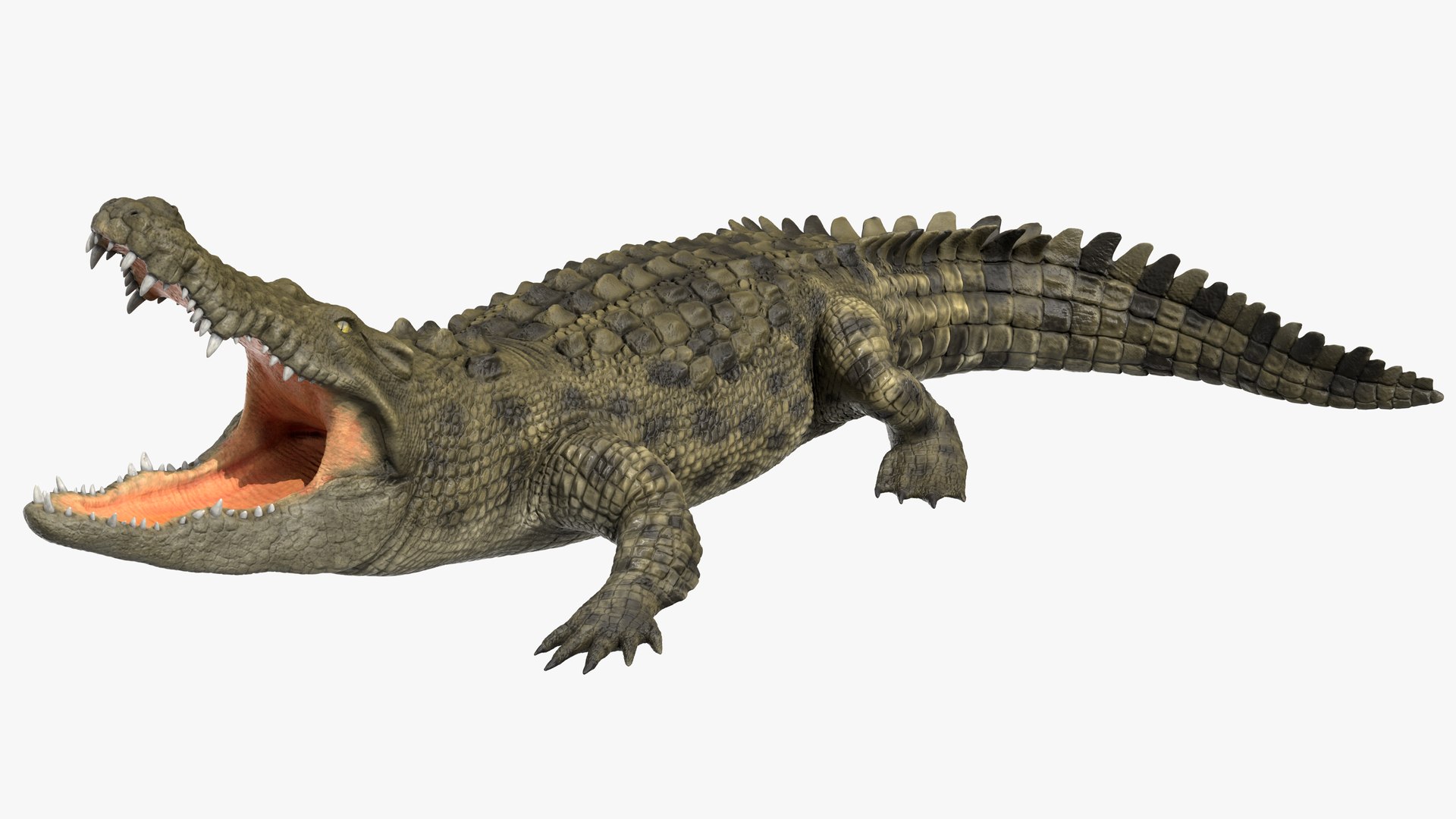 イリエワニ装備3Dモデル - TurboSquid 2137261