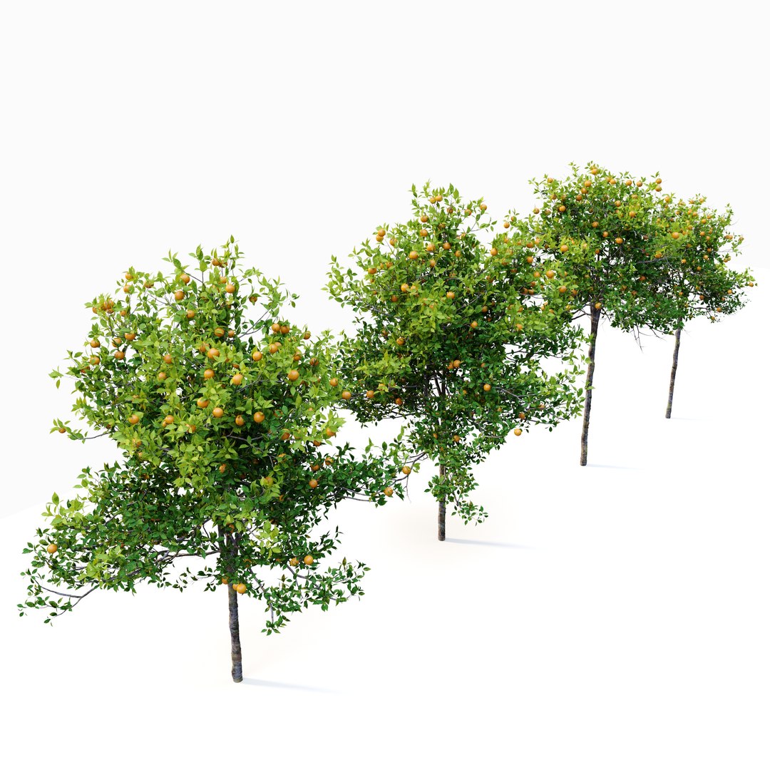 Orange Tree 3D Model - TurboSquid 2044059