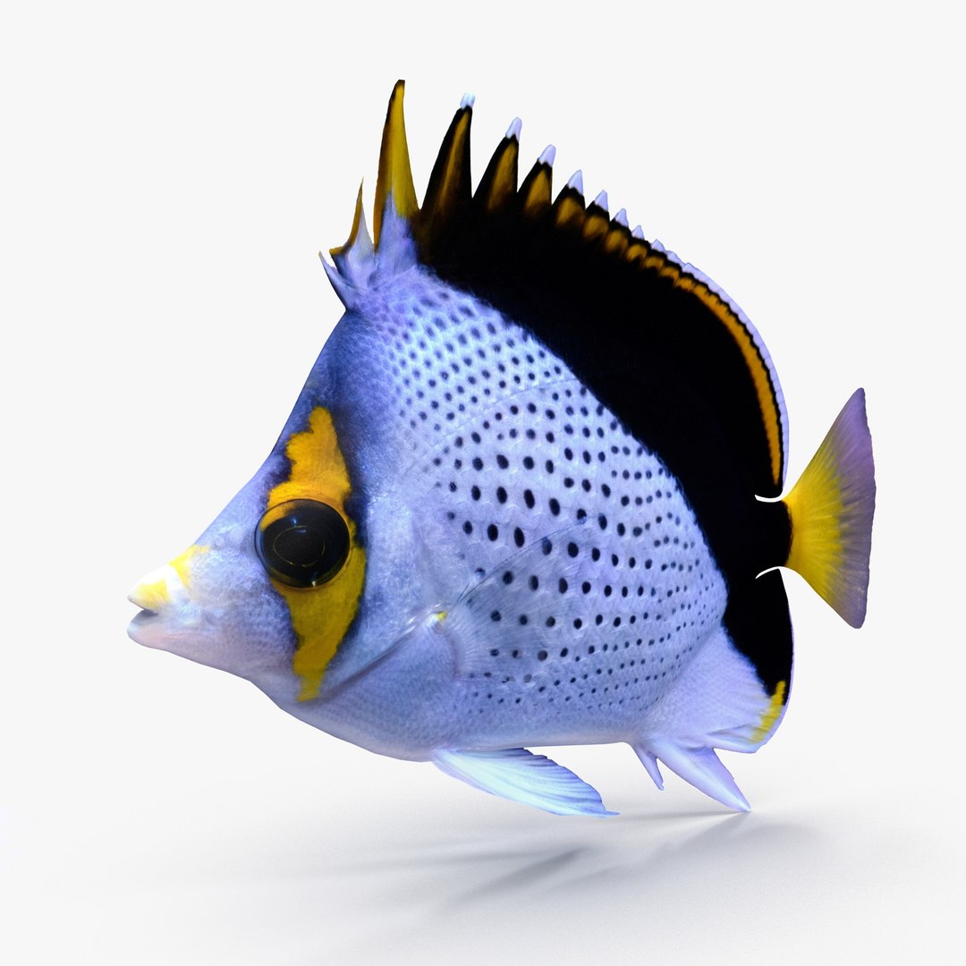 3ds Butterflyfish Tinkeri