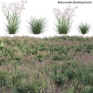Briza media - Quaking Grass 3D model