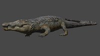 Aligator real measure
