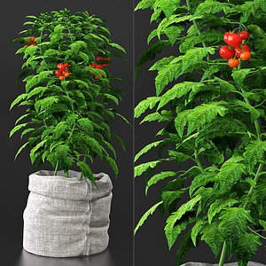 tomato plant 3d max