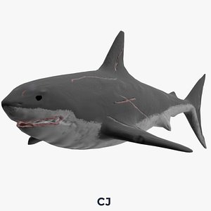 White Shark 3D model