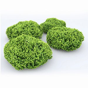 berberis shrub hedges model
