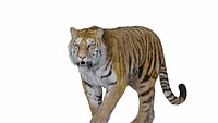 Tiger Bengal rigged and animated model photorealistic