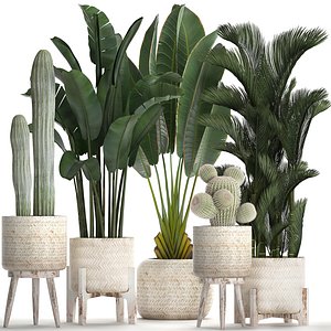 3D exotic plants pots