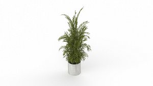 3D Areca Palm model