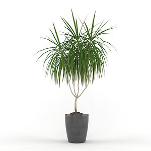 max dracaena