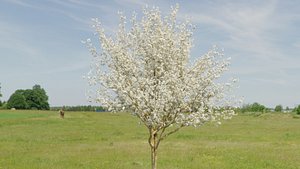 amelanchier lamarckii 3D model