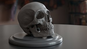Human Skull