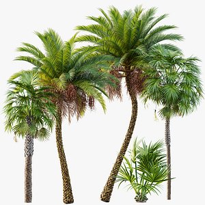 AV Sabal Palmetto Cabbage Palm and Phoenix Sylvestris Fruit palm tree 3D