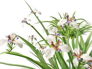 Neomarica gracilis - Walking Iris 3D model