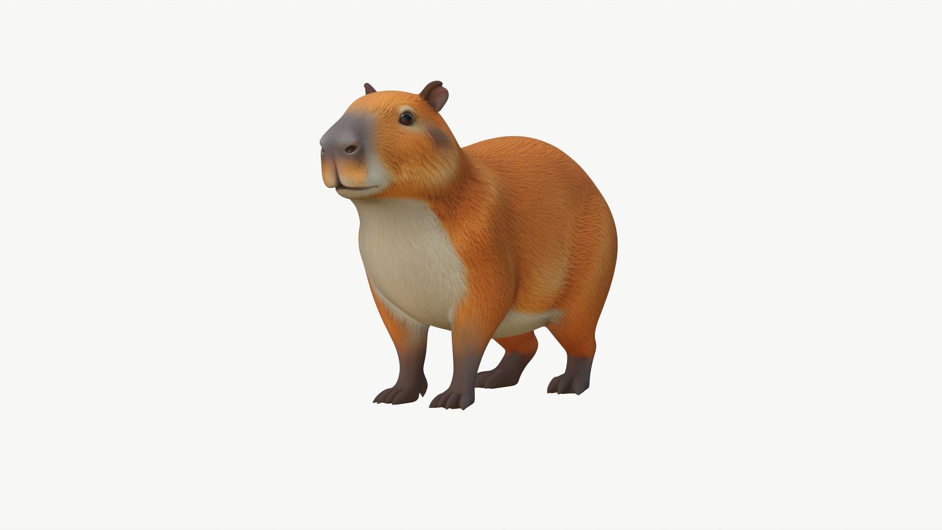 Realistic 3D Capybara Model Game Ready 3D model https://p.turbosquid.com/ts-thumb/Ho/FYvuxM/uj/capybara3dmodel05/jpg/1760624049/1920x1080/fit_q87/0bf19506292fb69dc7a4e9e28781009b397d73d6/capybara3dmodel05.jpg