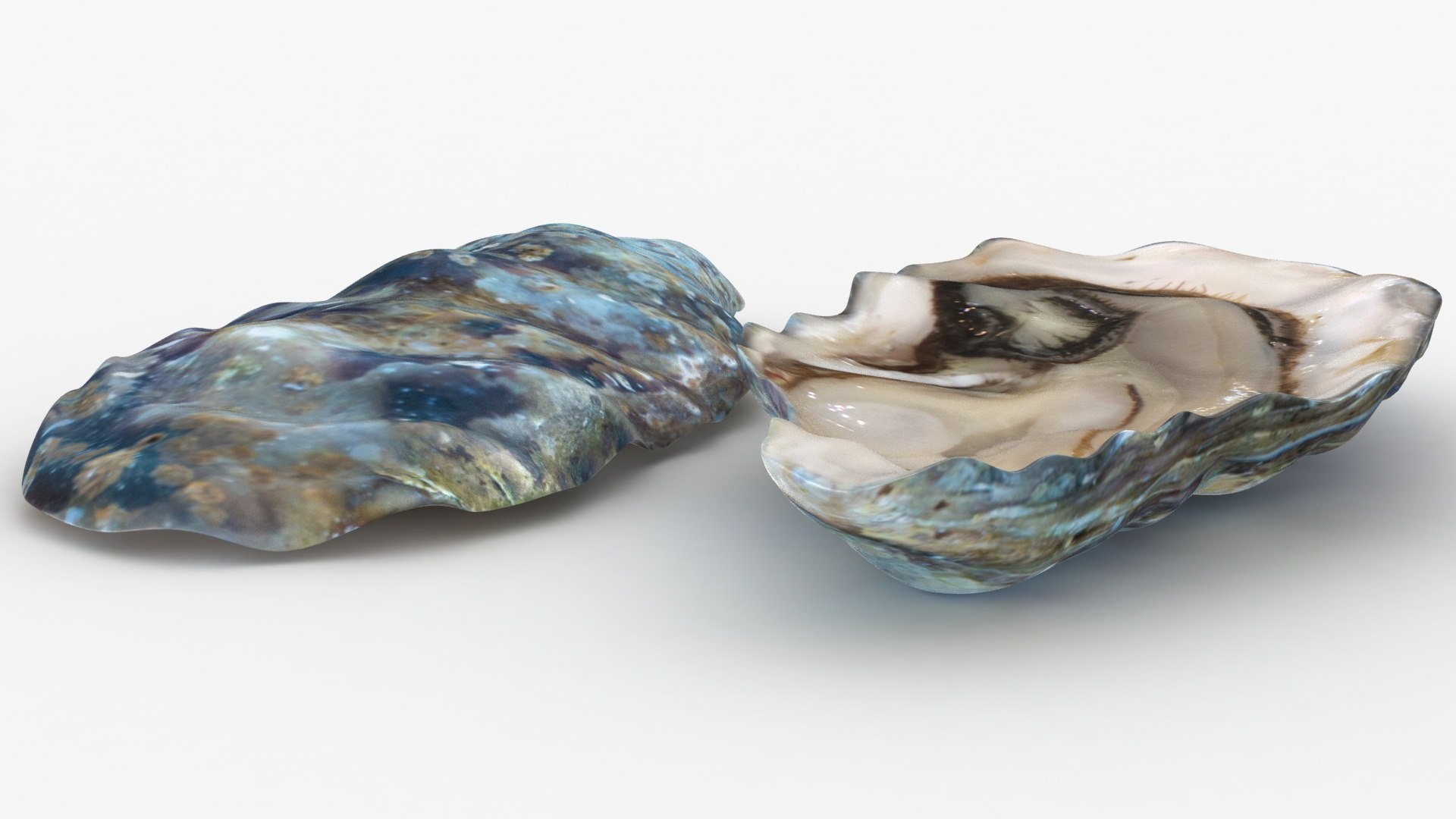 3D live oysters pose 2 model https://p.turbosquid.com/ts-thumb/Ho/JH02EB/mhNGxmJc/lemon_rr_13/jpg/1578910968/1920x1080/fit_q87/38985234126771b8b62f74bc3413f24ad90cb527/lemon_rr_13.jpg