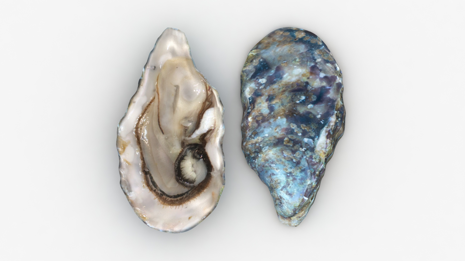 3D live oysters pose 2 model https://p.turbosquid.com/ts-thumb/Ho/JH02EB/vqcxSkSh/liveoysters_diffuse/jpg/1578981878/1920x1080/turn_fit_q99/9bc89f115f8c4fd797f8a80b2a7c01a7a9c76897/liveoysters_diffuse-1.jpg