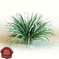 3d model of shrub Liriope Muscari ‘Monroe White’