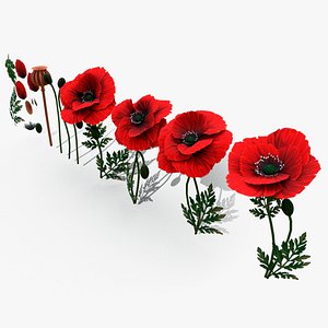 Stylized handpainted Poppy 3D model