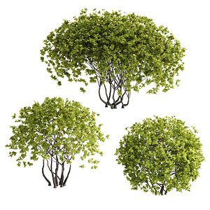 Hawthorn Round Hedges 3D model
