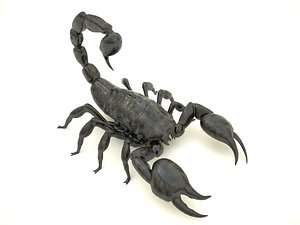 Scorpion