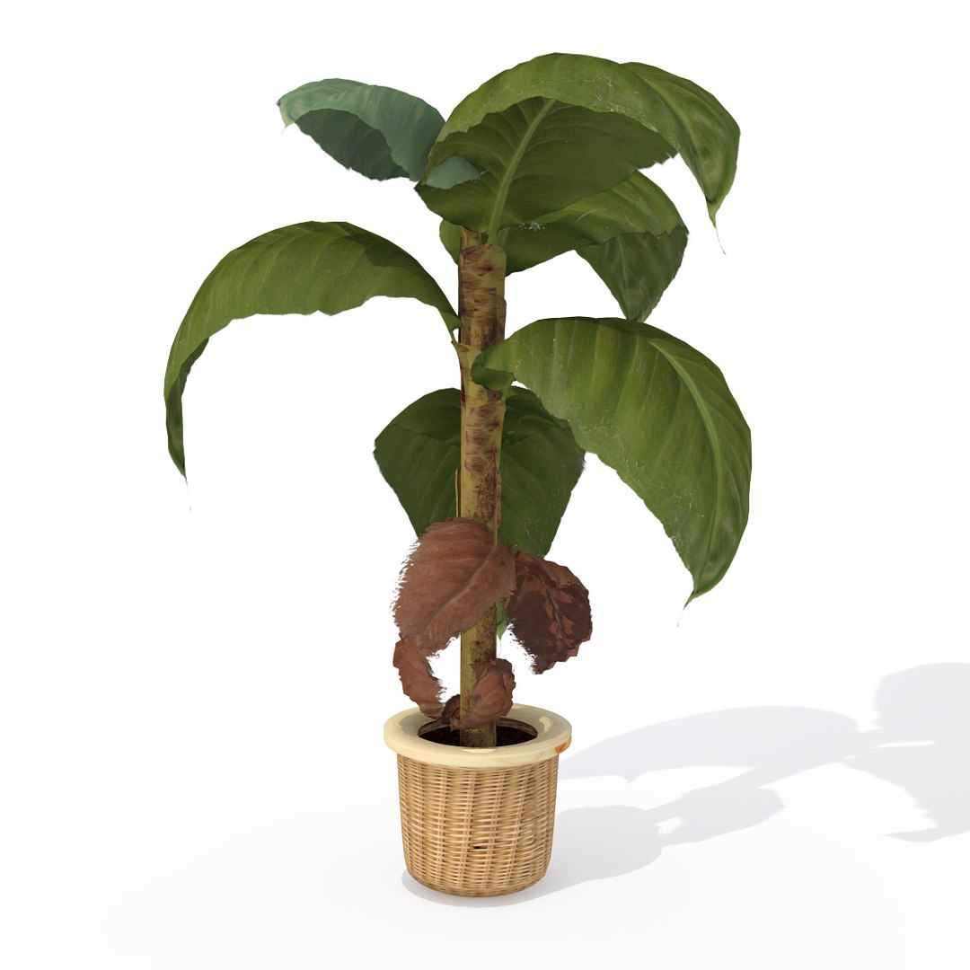 houseplants dvd plant 3d model https://p.turbosquid.com/ts-thumb/Ho/plwGQi/097yFWwe/hp16banana2/jpg/1462561504/1920x1080/fit_q87/be7d76b473fb4551ab6983c784a56bac21a94293/hp16banana2.jpg