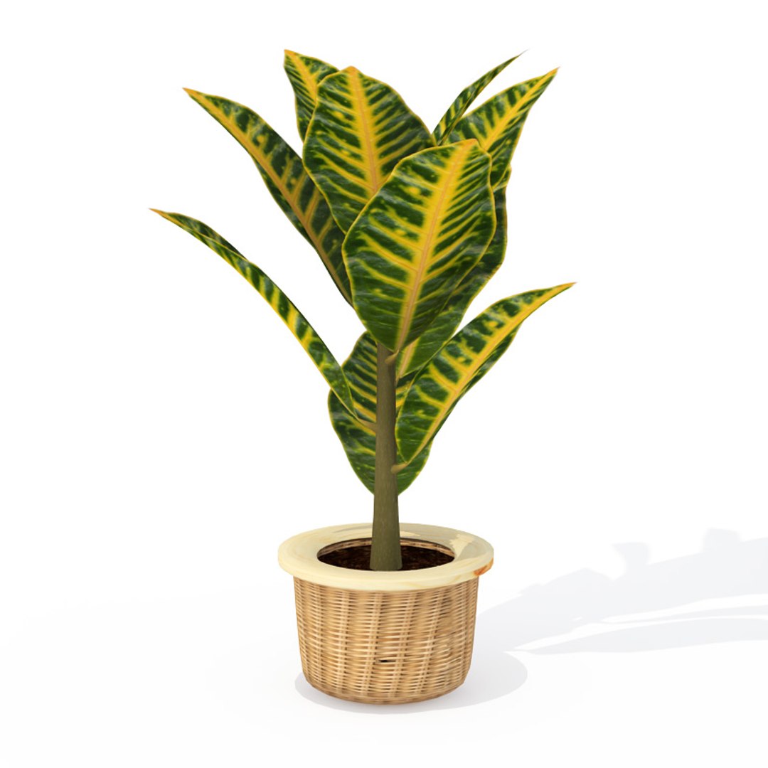 houseplants dvd plant 3d model https://p.turbosquid.com/ts-thumb/Ho/plwGQi/EukQGCB3/hp04crotonpetra2/jpg/1462561504/1920x1080/fit_q87/3e30210b7b7eecb71d5838d50e87a78beb40fe3c/hp04crotonpetra2.jpg