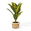 XfrogPlants観葉植物1ライブラリ