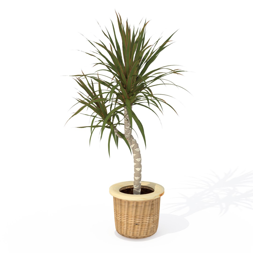 houseplants dvd plant 3d model https://p.turbosquid.com/ts-thumb/Ho/plwGQi/FmxDS65o/hp07rededgedracaena3/jpg/1462561504/1920x1080/fit_q87/ff627bda7b653dd3856eb69ad7e9a3aa201e6f74/hp07rededgedracaena3.jpg
