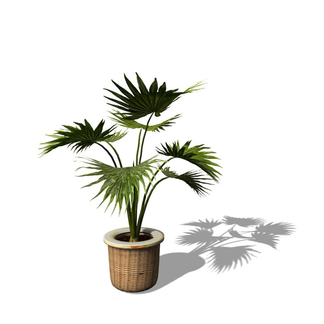 houseplants dvd plant 3d model https://p.turbosquid.com/ts-thumb/Ho/plwGQi/LB7mLMlt/hp19miniaturechusanpalm3/jpg/1462561504/1920x1080/fit_q87/2d51bc443670f4e1e3d3c16c0c9558265c46d120/hp19miniaturechusanpalm3.jpg