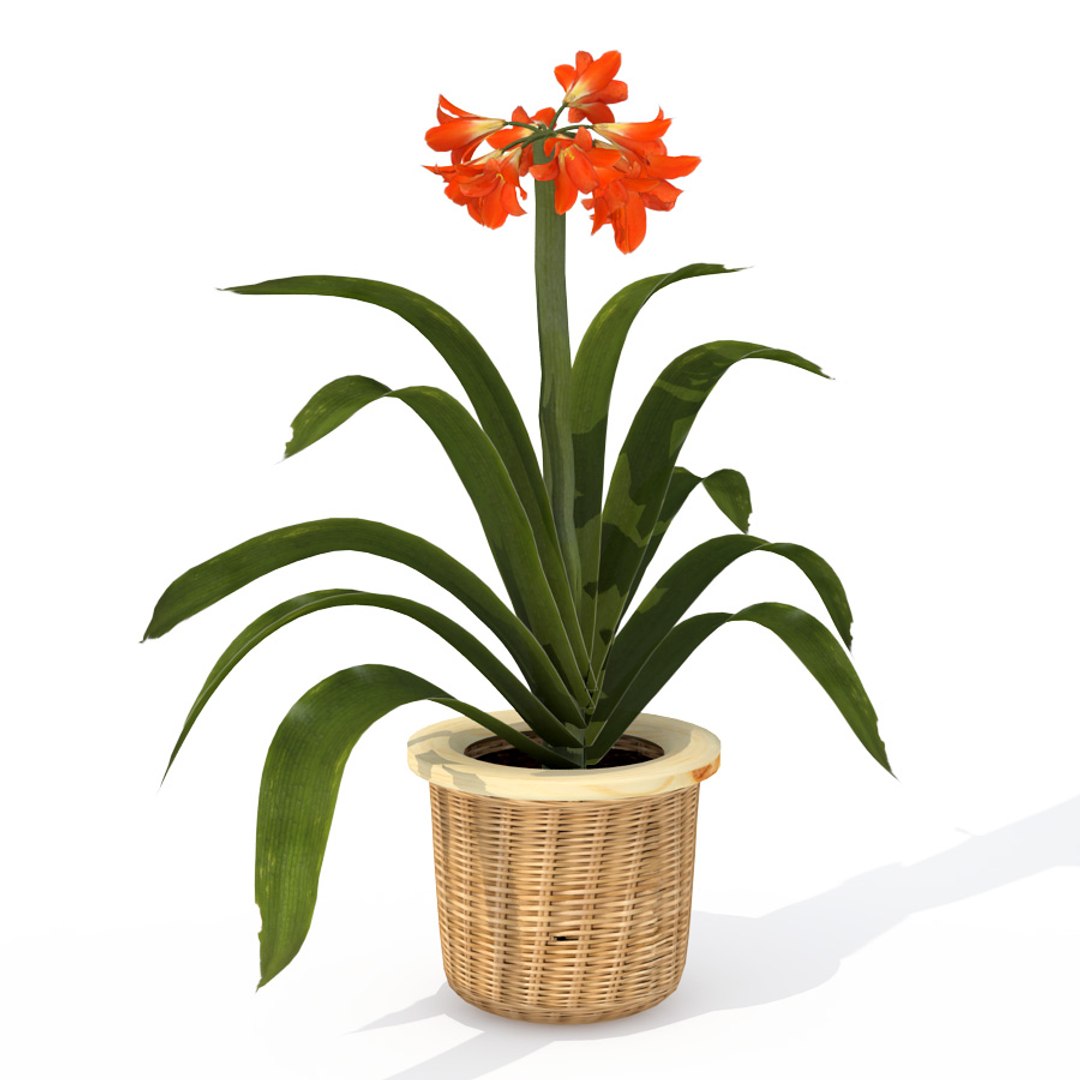 houseplants dvd plant 3d model https://p.turbosquid.com/ts-thumb/Ho/plwGQi/NdrQOZv2/hp03kaffirlily3/jpg/1462561504/1920x1080/fit_q87/536bd0c2193075b08d1cd1b3f6ffaf82374cca25/hp03kaffirlily3.jpg