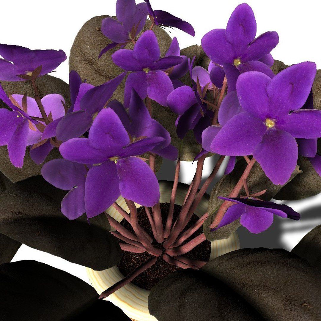 houseplants dvd plant 3d model https://p.turbosquid.com/ts-thumb/Ho/plwGQi/kv/hp_saintpaulia1/jpg/1617132840/1920x1080/fit_q87/e4d3de29913542761c6380fb22fb16be1dad9cee/hp_saintpaulia1.jpg