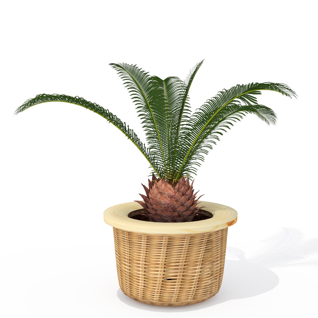 houseplants dvd plant 3d model https://p.turbosquid.com/ts-thumb/Ho/plwGQi/m6QNhLi1/hp05sagopalm3/jpg/1462561504/1920x1080/fit_q87/a2a26b16ebbe27a5608e4c5783abbb136f09fe7a/hp05sagopalm3.jpg