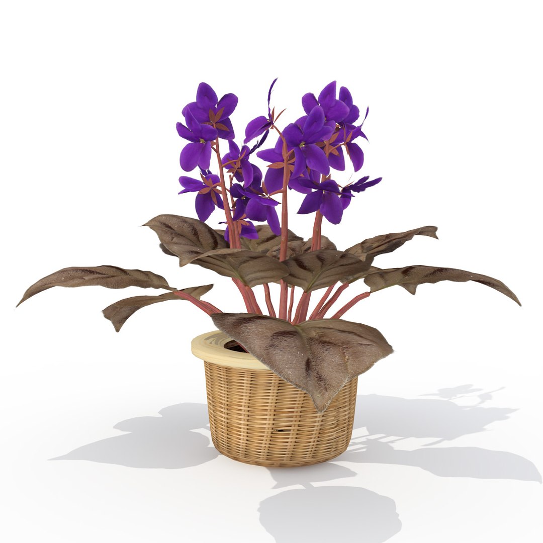 houseplants dvd plant 3d model https://p.turbosquid.com/ts-thumb/Ho/plwGQi/zYJLwcCh/hp18africanviolet2/jpg/1462561504/1920x1080/fit_q87/8a471fdf7a7e8464be3f39fbd4f7eca000ad9cd0/hp18africanviolet2.jpg