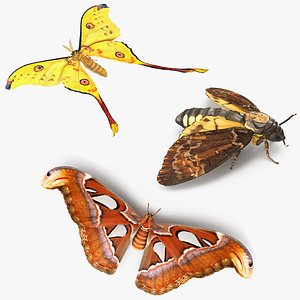 moths rigged 3D model