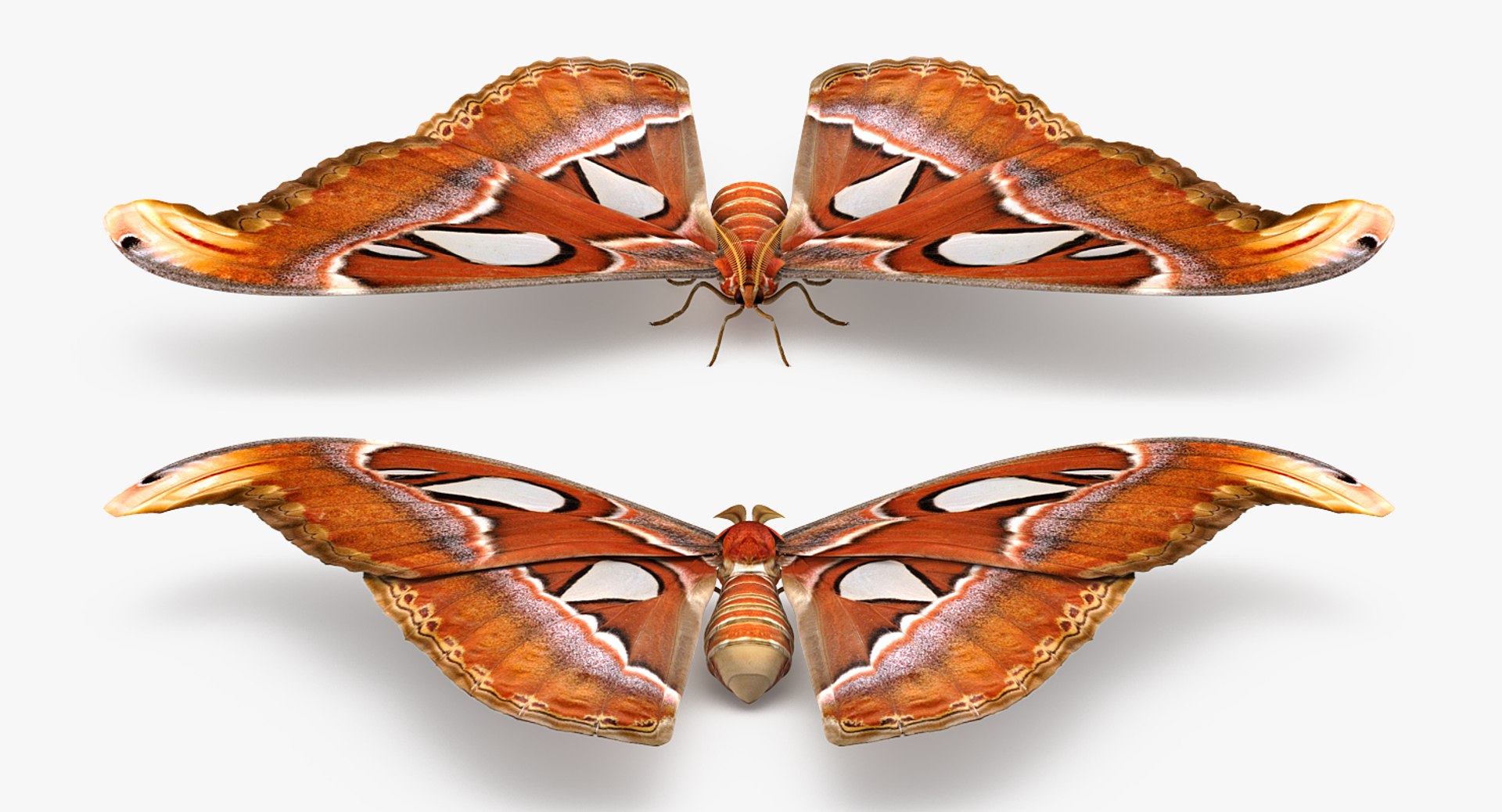 Moths Rigged 3D Model - TurboSquid 1519404