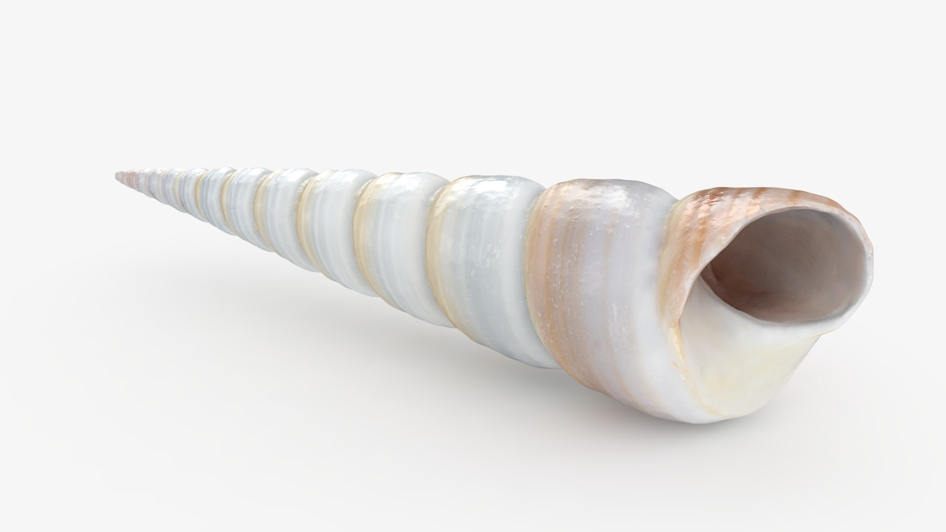 3D Seashells Collection 3 model https://p.turbosquid.com/ts-thumb/Ho/tQ8cUK/z4/turritellacommunis_a0001/jpg/1740137866/1920x1080/fit_q87/0e012b2adfaf44fc3203a1fccc897327c68c5536/turritellacommunis_a0001.jpg