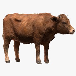 cow cattle livestock 3D model